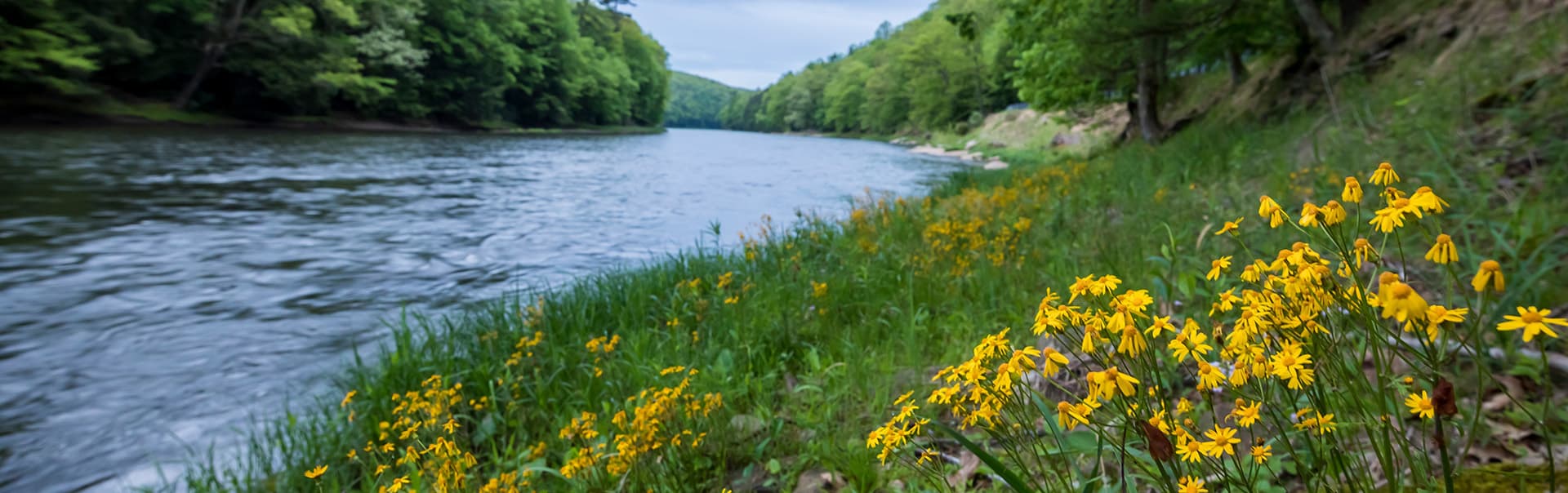 A riverbank lined with vibrant yellow wildflowers and lush green foliage.