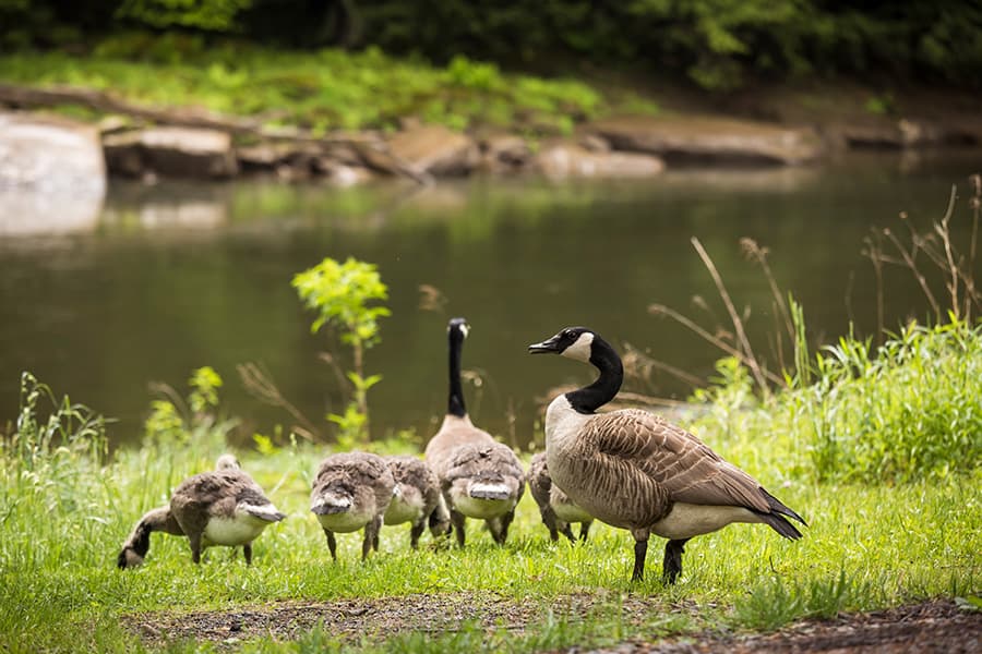 A group of Canada geese, including several goslings, stands by a calm riverbank.