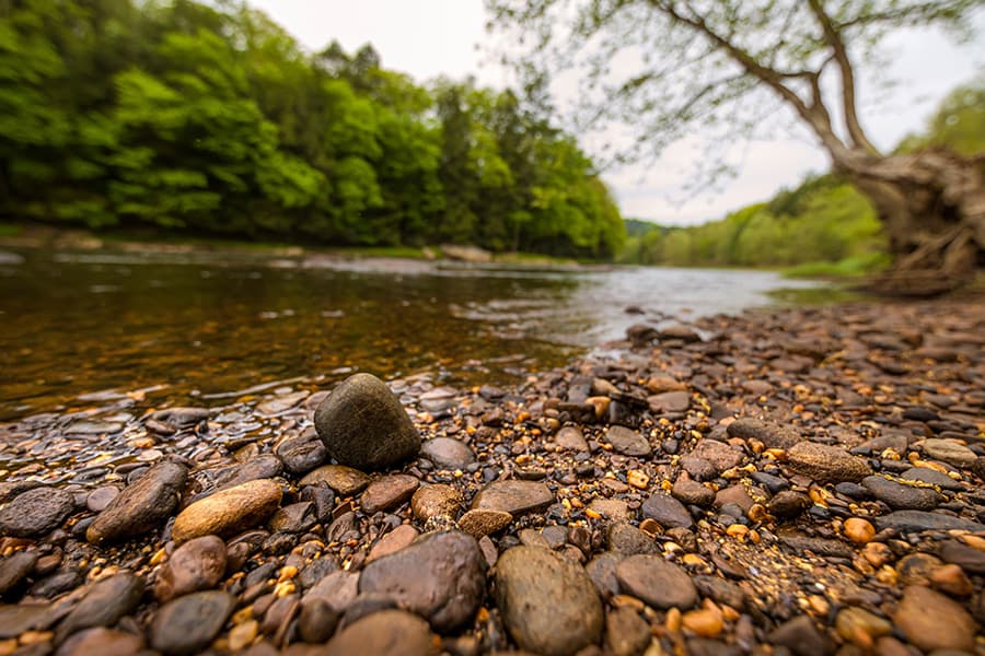 A close-up view of smooth stones along a riverbank surrounded by lush greenery.
