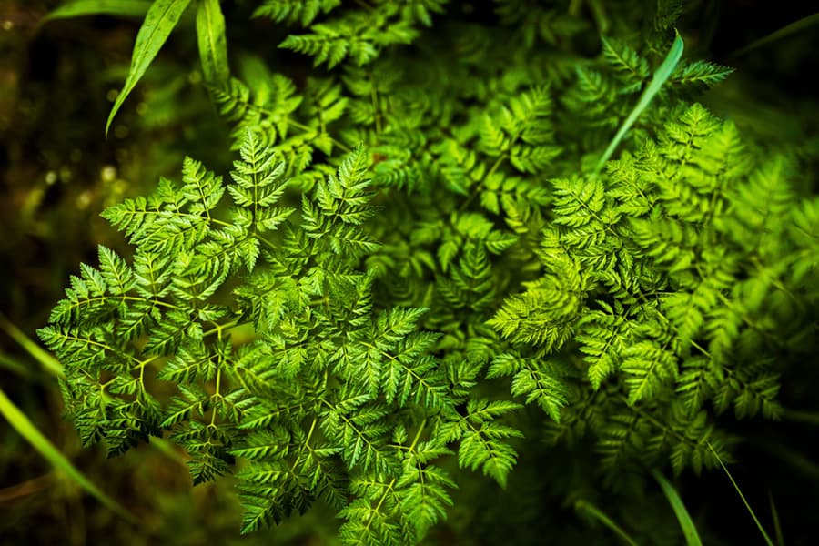 Close-up of vibrant green fern leaves.